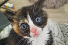 weiß getigerte Katze schaut nach oben.