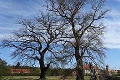 ND 40: 2 Eichen (Quercus robur)