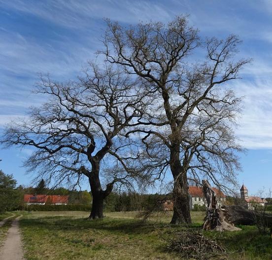 Naturdenkmal 40: 2 Eichen am Mahlenzien (Westrand, ursprgl. 3 Eichen - ein Baum auseinandergebrochen/ umgestürzt (07.10.2017))
