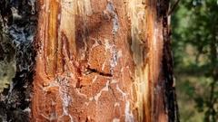 Jede Menge Gänge und Tierchen fanden sich unter Rinde.