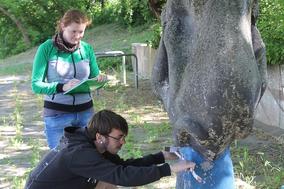„Rangelnde Panther“ – Restaurierungsprojekt  mit der Fachhochschule Potsdam hat begonnen