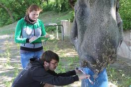 „Rangelnde Panther“ – Restaurierungsprojekt  mit der Fachhochschule Potsdam hat begonnen
