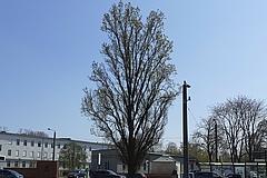 ND 17: Pyramideneiche (Quercus robur "Fastigiata")