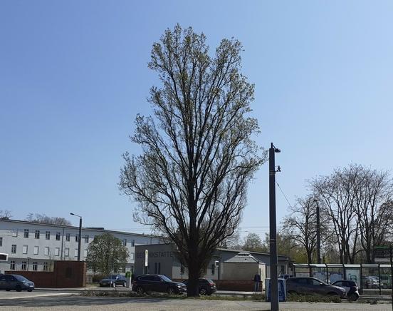 Naturdenkmal 17:  Pyramideneiche (Quercus robur "Fastigiata") am Nicolaiplatz