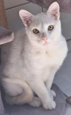 weiße Katze schaut erwartungsvoll nach oben.