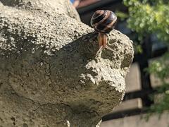 Hainbänderschnecke auf der Nase von Albert Caasmanns „Spielender Bär“ im Museumsgarten. Foto: Stadtmuseum Brandenburg an der Havel