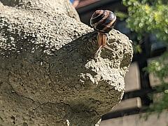 Hainbänderschnecke auf der Nase von Albert Caasmanns „Spielender Bär“ im Museumsgarten. Foto: Stadtmuseum Brandenburg an der Havel