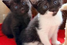 Eine schwarze und eine schwarzweiße Katze.
