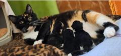 weiß-schwarze Katze mit ihren Babys auf der Decke.