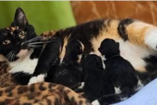 weiß-schwarze Katze mit ihren Babys auf der Decke.