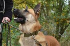 Ranger schaut nach oben