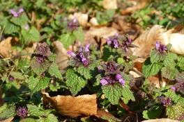 Wildkräuterwanderung am 02.04.2022