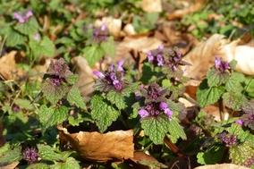 Wildkräuterwanderung am 02.04.2022