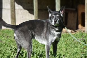 Fox steht abwartend.