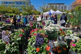 Der Gartenmarkt macht das Stadtzentrum bunter und lebendiger.