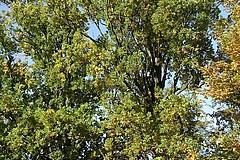 ND 18: 2 Pyramideneichen (Quercus robur "Fastigiata")