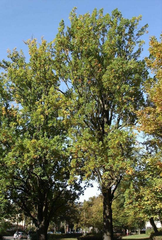 Naturdenkmal 18: 2 Pyramideneichen (Quercus robur "Fastigiata") am Gertrud-Piter Platz 