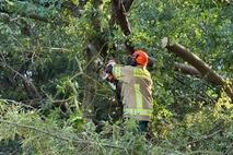 Kamerad zersägt Baum