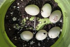 Im Blumentopf deponierte Enten-Eier.