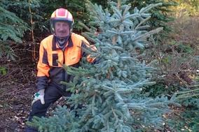 Weihnachtsbaum