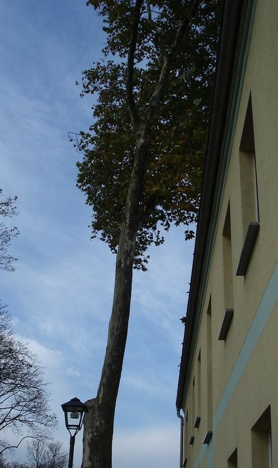 Naturdenkmal 36:  Platane (Platanus x hispanica) Am Anger in Neuendorf (gefällt am 03.11.2011)