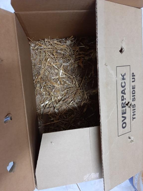 In diesem Karton wurden die Kaninchen ausgesetzt