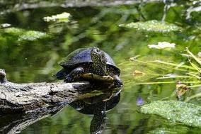 Sumpfschildkröte