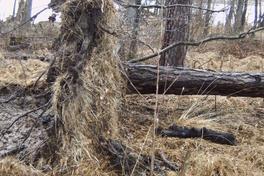 Vorsicht beim Osterspaziergang im Stadtwald ist geboten