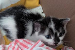 weiß-schwarze Katze auf einer karierten Decke.