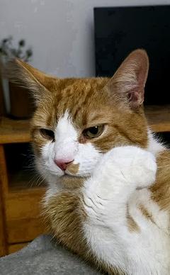 rotweißer Kater hebt die Hand.