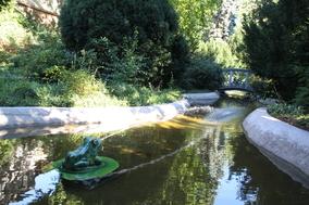 Frosch im Wasser