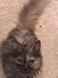 Fundkatze