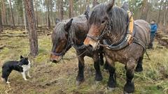 Paula ist ein Rheinisch-Deutsches Kaltblut und bringt rund 800 Kilo auf die Waage, Rike ist ein Sächsisch-Belgisches Kaltblut und gut 900 Kilo schwer.
