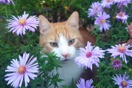 Katze im Blumengarten.