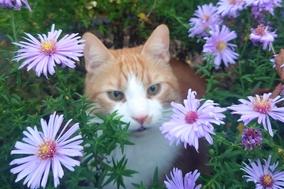 Katze im Blumengarten.