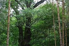 ND 8: Eiche (Quercus robur)