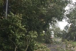 Sturmtief Xavier: Einsatzgeschehen der Brandenburger Feuerwehr