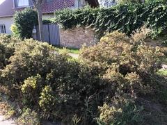 Grünanlage in Schmerzke.