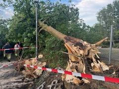 Gesperrter Bereich rund um einen umgestürzten Baum.
