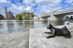 Der Waldmops (hier vor der Jahrtausendbrücke) zieht auch Läufer magisch an.