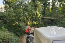 Sturmschaden in der Wallpromenade