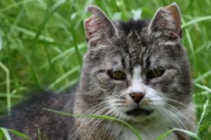 grau-weiße Katze im hohen Gras.