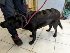 Aufnahmen der Labradorhündin.