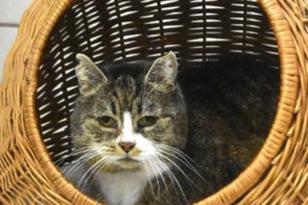 getigerte Katze im Körbchen.
