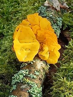 gelber Pilz auf bemoostem Ast