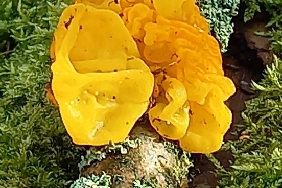 gelber Pilz auf bemoostem Ast
