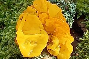 gelber Pilz auf bemoostem Ast