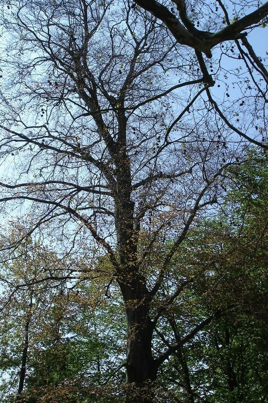Naturdenkmal 32: Rotbuche (Fagus sylvatica)