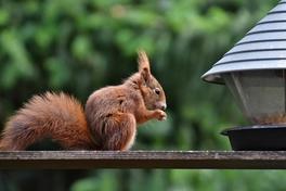 Eichhörnchen am Futterhaus