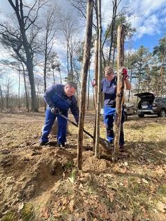 Die beiden Azubis beim Einsetzen der Rot-Eiche
